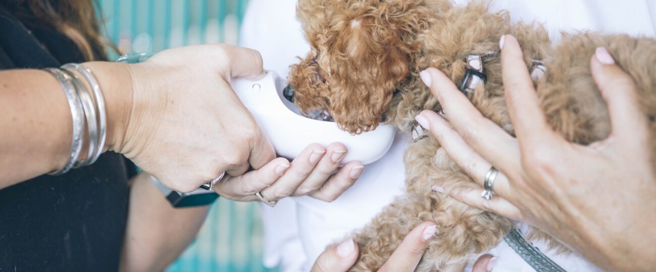 Hantera Rädsla och Ångest vid Veterinärbesök: Tips för en smidig upplevelse
