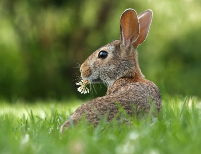 Kaninernas Favoritgrönsaker – Allt du Behöver Veta