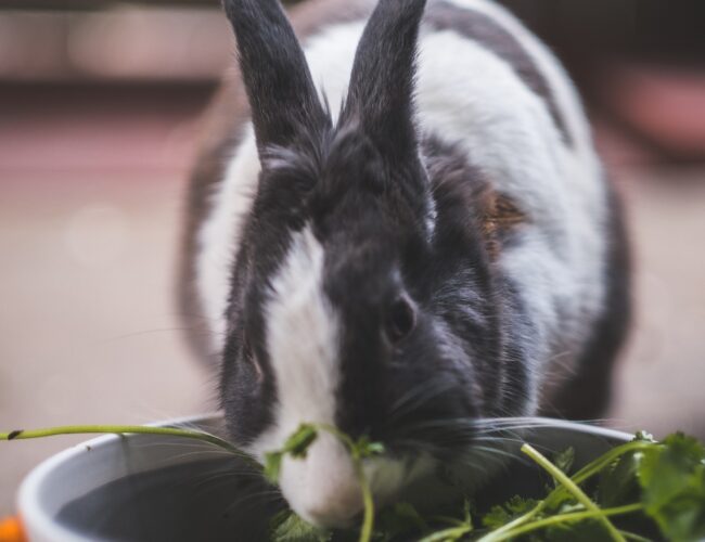 Att Hantera Övervikt hos Kaniner: Kost och Motionstips