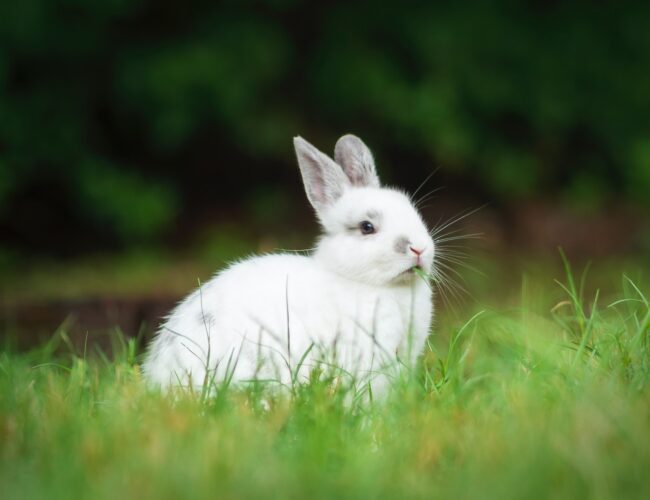 Giftiga Livsmedel för Kaniner: En Lista över vad du bör Undvika