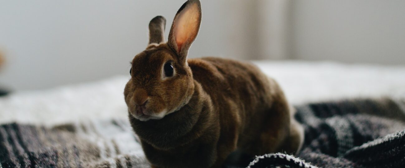 Att äga en Hotot-kanin: Personlighet och Pälskvalitet hos denna ras