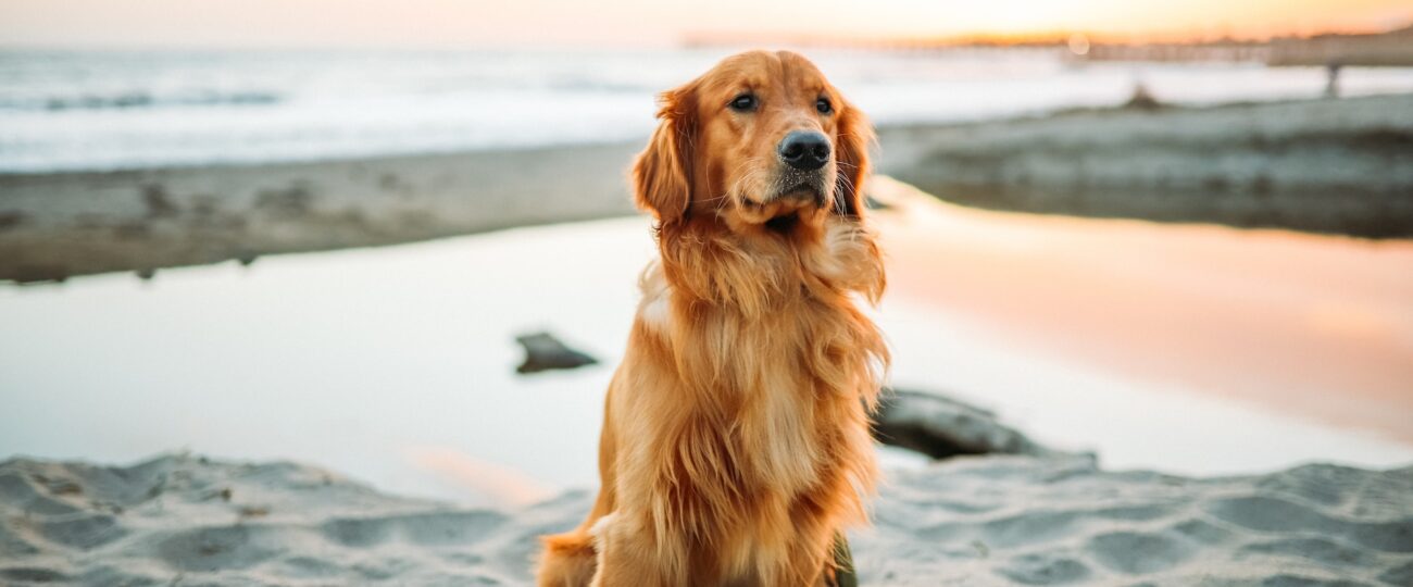 Att Förstå din Hunds Beteende: Tecken på smärta och obehag