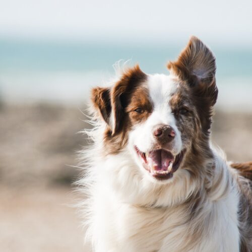 Hantering av Allergier hos Hundar: Tips och Råd från Veterinären