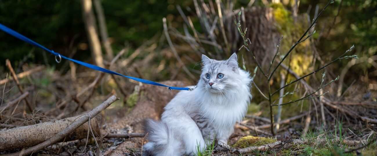 Konsten att Lära din Katt att gå i Koppel: Träningsmetoder och tips