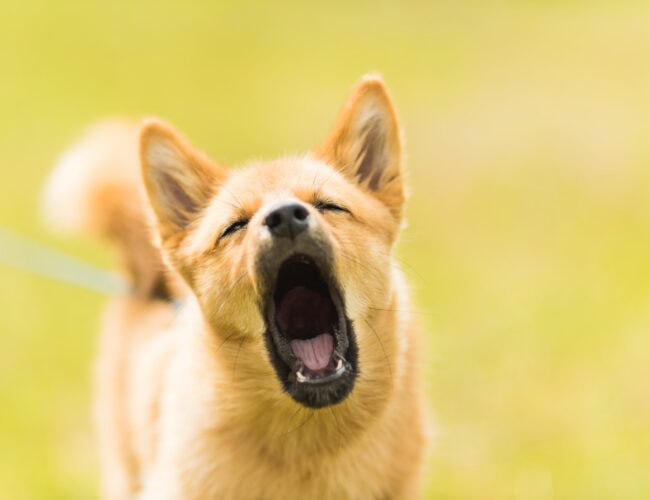 Hantera Skällande hos Hundar: Orsaker och Träningsmetoder