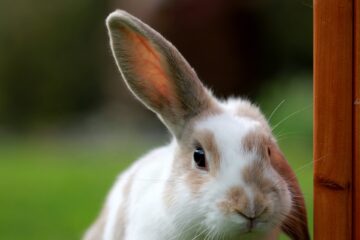 En Balanserad Kost för Kaniner: Vad du bör veta