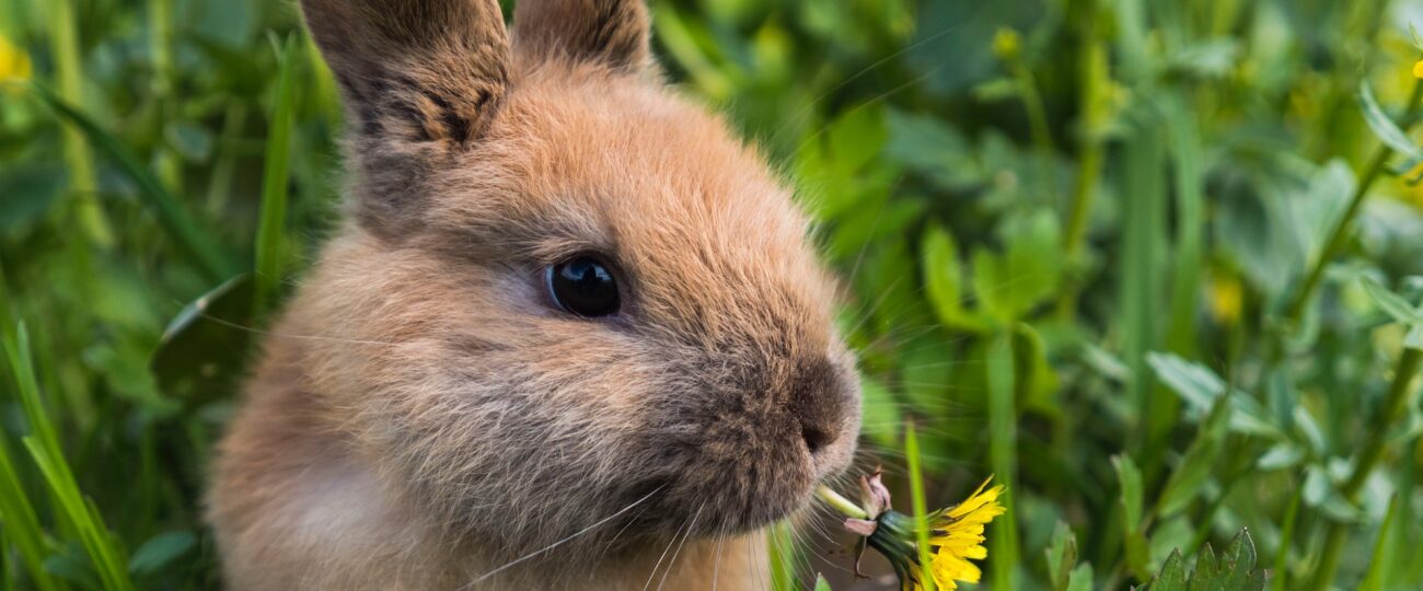 Matsmältningsproblem hos Kaniner – Komplett Guide