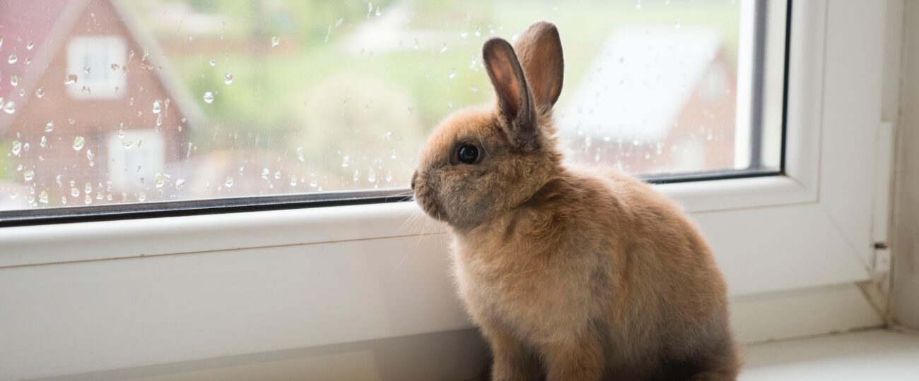 Matsmältningsproblem hos Kaniner: Veterinärens Rekommendationer