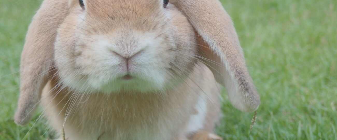Trickträning för Kaniner: Lär din kanin Roliga Konster